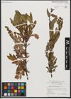 Foto von Salix waldsteiniana Willd.